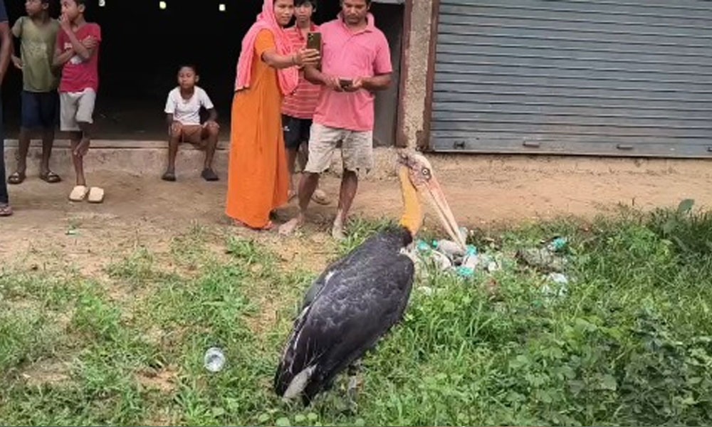 চৰাইদেউ নামচাইত উদ্ধাৰ দুষ্প্ৰাপ্য প্ৰজাতিৰ বৰটোকোলা