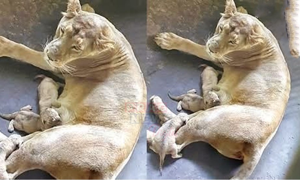 ৰাজ্যবাসীৰ বাবে সু-খবৰ, চিৰিয়াখানাত কেশৰীয়ে জন্ম দিলে ৪টা সিংহৰ পোৱালি