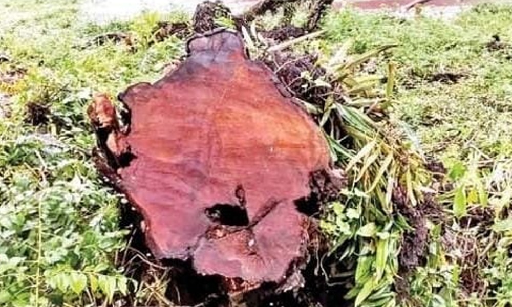 ৰঙা খয়েৰৰ অবাধ ক'লা বেপাৰ, বনদস্যুৱে তহিলং কৰিছে সোৱণশিৰিৰ পাৰ