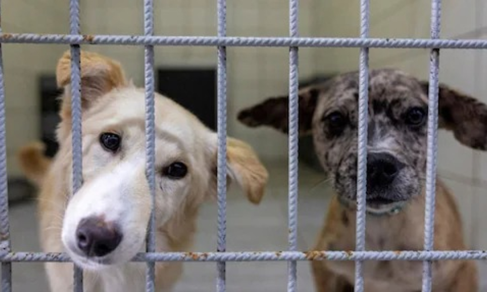 Supreme Court Faces Dilemma Over Contradictory Orders on Delhi Stray Dog Issue