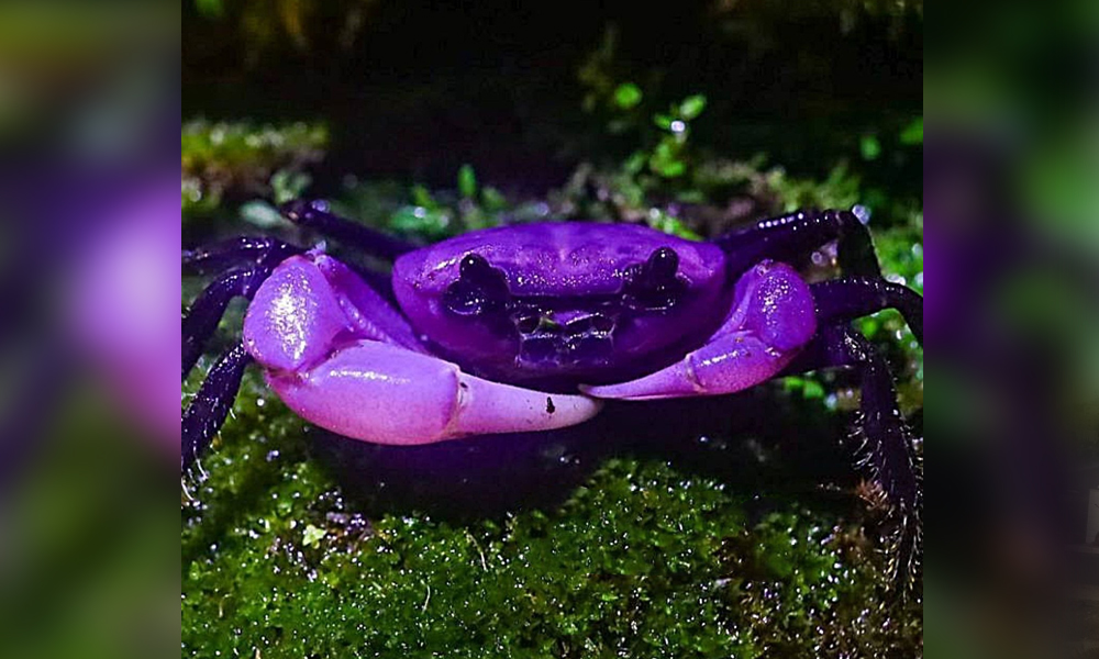 Rare Purple “Princess” Crab Spotted in Thailand’s National Park