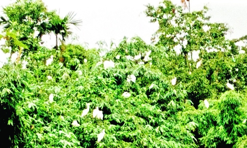 বাঁহ গছত বগলীৰ বিয়লি মেল, নাৰায়ণপুৰত এজাক বগলীয়ে দৃষ্টি কাঢ়িছে বাটৰুৱাৰ