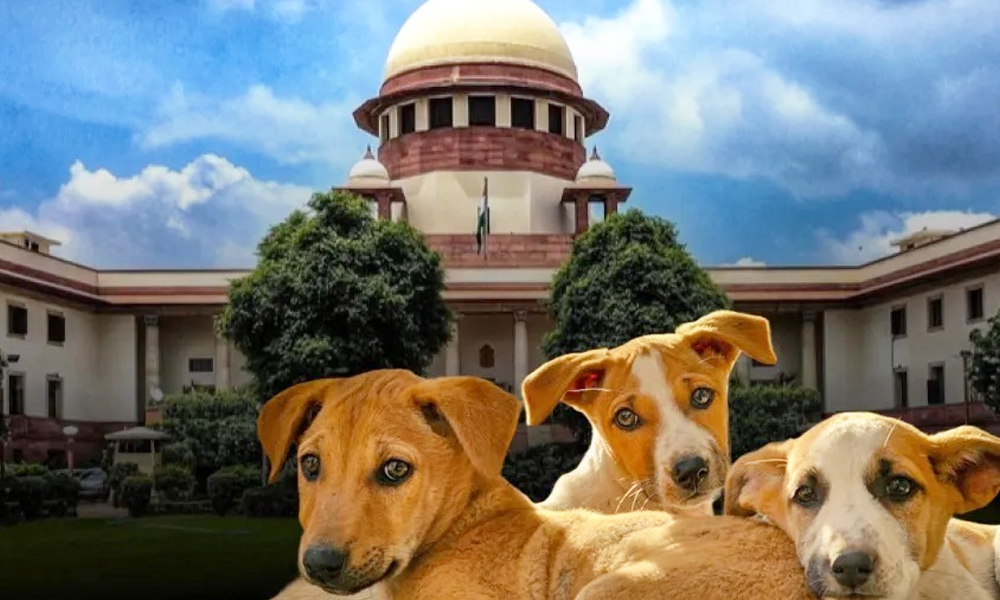 SC Issues New Guidelines on Stray Dogs: Feeding Banned in Public, Sterilised Dogs to Be Re-released