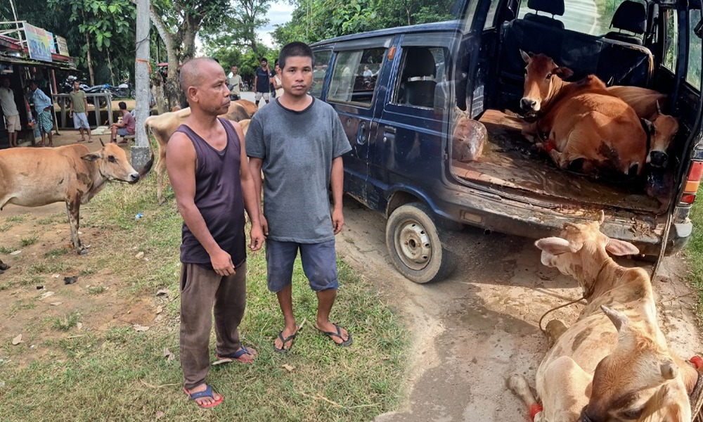 গোৱালপাৰাত অবৈধভাৱে সৰবৰাহ কৰা গৰুসহ মেঘালয়ৰ দুজন লোকক আটক