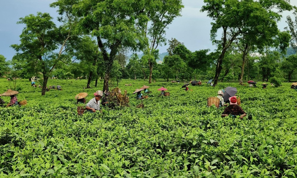 চাবুৱাত চাহ খেতিয়কৰ তীব্ৰ প্ৰতিবাদ