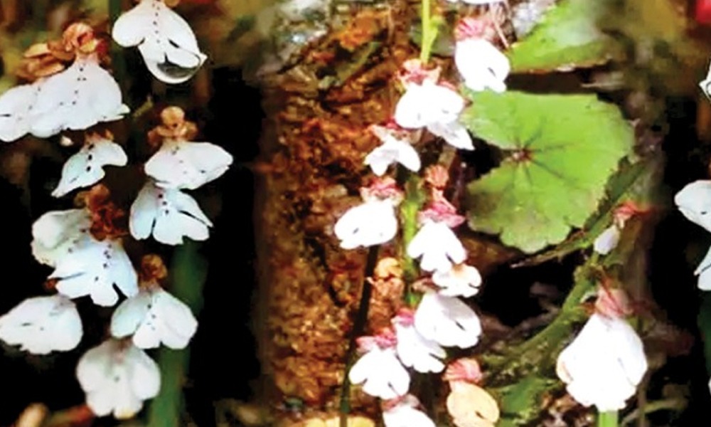 অৰুণাচলত নতুন প্ৰজাতিৰ অৰ্কিড আৱিষ্কাৰ