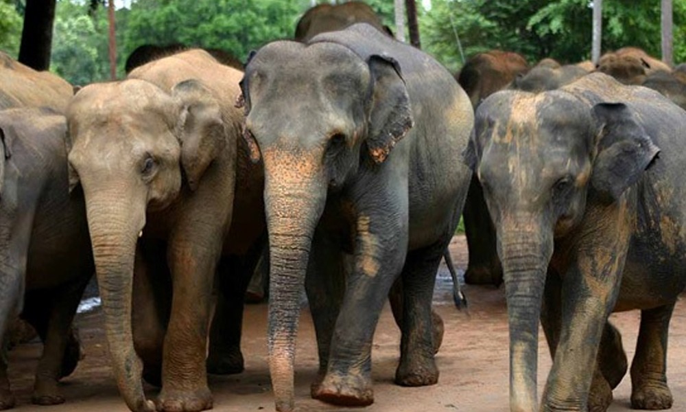 বাক্সাৰ ভাৰত-ভূটান সীমান্তত বনৰীয়া হাতীৰ ত্ৰাস