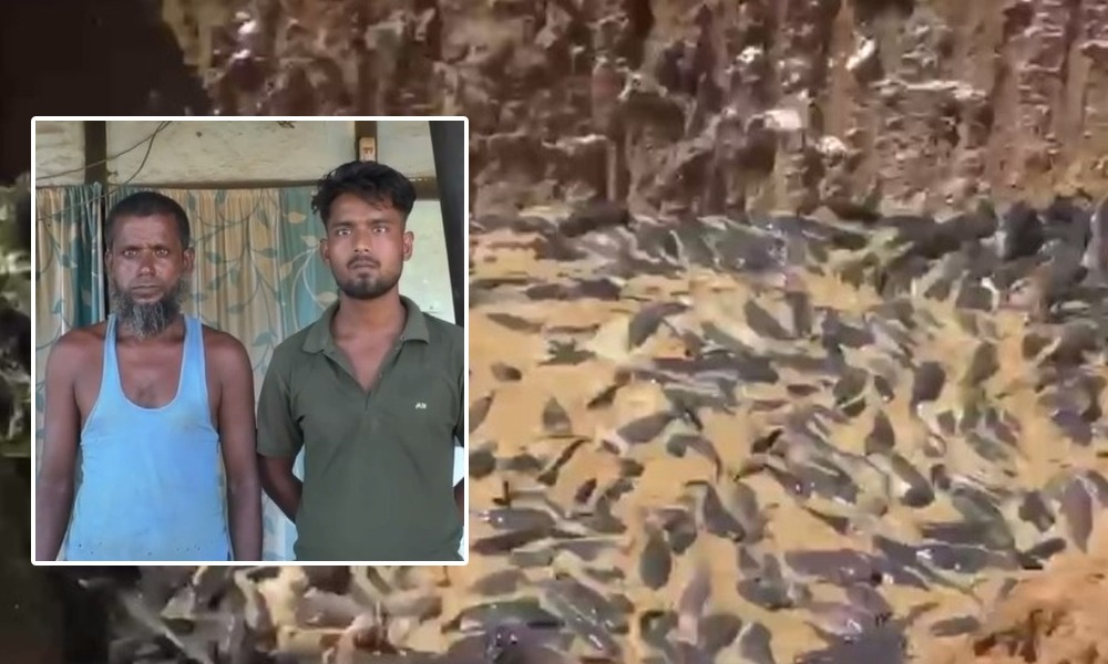 আকাশীগংগাত নিষিদ্ধ থাইলেণ্ড মাগুৰ মাছসহ আটক ২