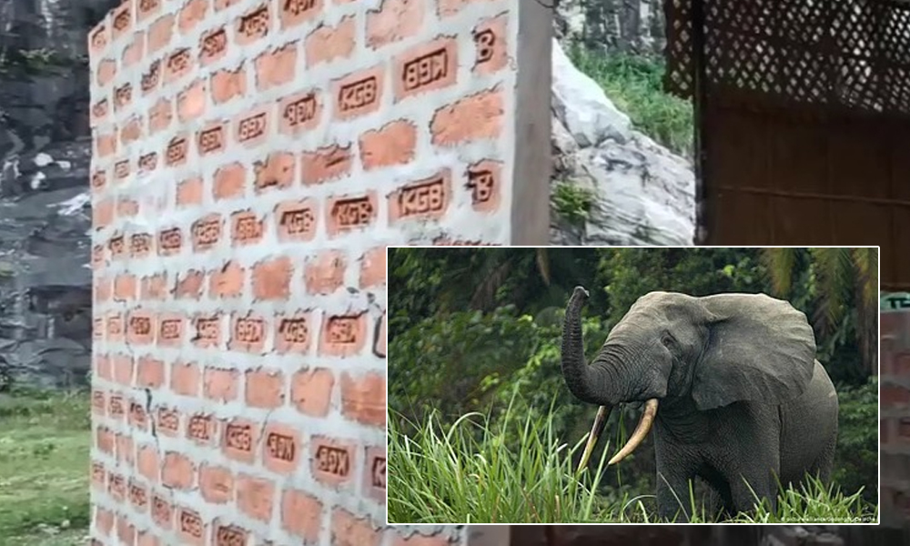 চন্দ্ৰপুৰত বন্যহস্তীৰ সন্ত্ৰাস ;আমচাং অভয়াৰণ্যৰ পৰা নামি অহা হাতীয়ে ভাঙিলে দুখনকৈ ৰিজৰ্ট