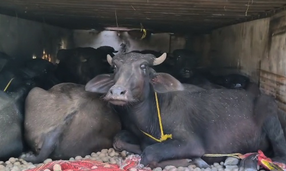 গোলকগঞ্জত ট্ৰাকসহ ১৬ টা গোনা ম'হ জব্দ; চালক আৰু হেণ্ডিমেনক আটক