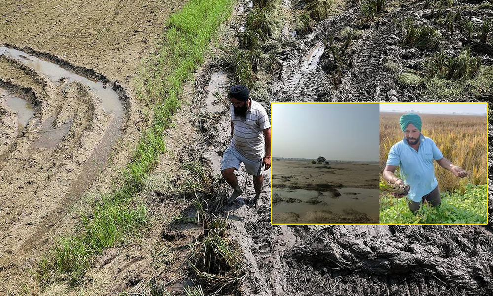 বালিত পোত গ'ল পঞ্জাবৰ ৩ লাখ হেক্টৰ কৃষিভূমি