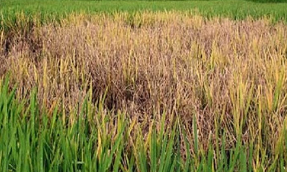 ৰঙা পৰি শুকাই গৈছে বিঘাই বিঘাই ধান খেতি, নলবাৰীত কৃষক ৰাইজৰ হাহাকাৰ