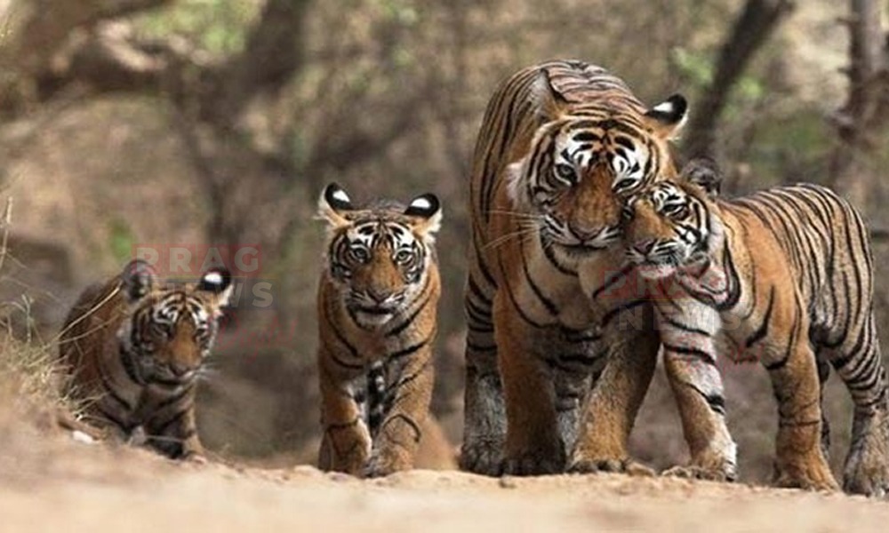 মানাহ ৰাষ্ট্ৰীয় উদ্যানত বৃদ্ধি পাইছে বাঘৰ সংখ্যা