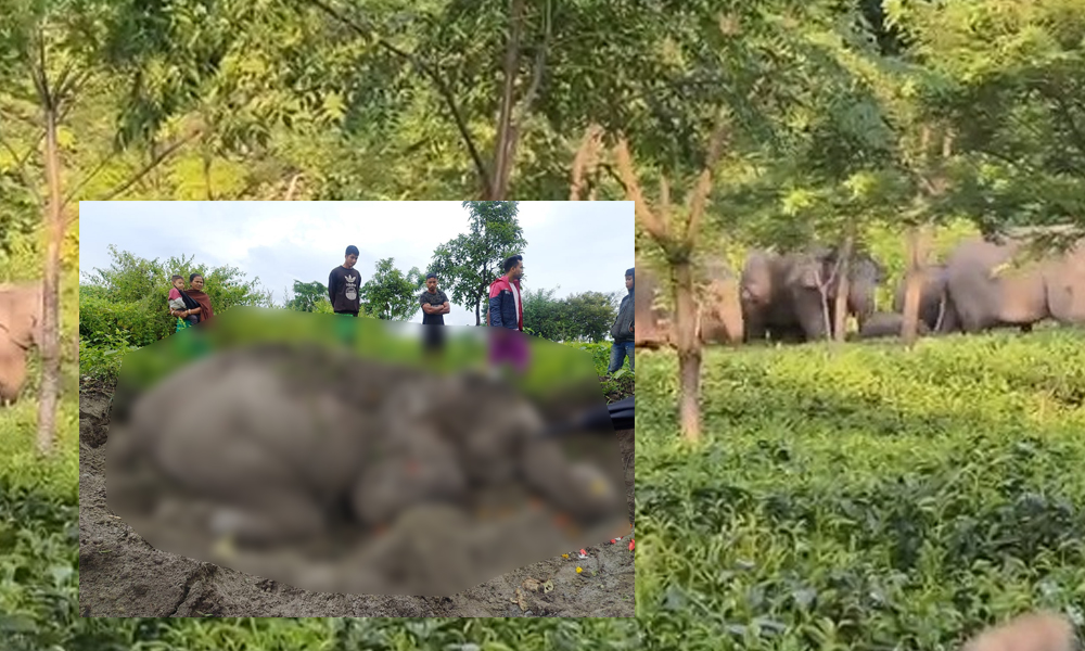 Third Wild Elephant Death Reported within a Week in Udalguri