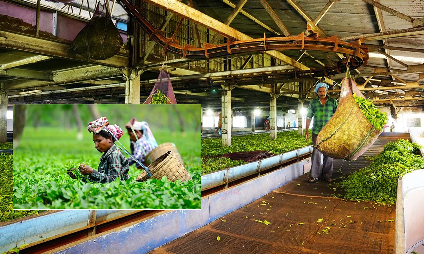 বটলিফ ফেক্টৰীয়ে পুনৰ ক্ৰয় কৰিব কেঁচা চাহপাত, ডুমডুমাত বিভাগীয় কর্তৃপক্ষৰে বৈঠকৰ পাছত সিদ্ধান্ত