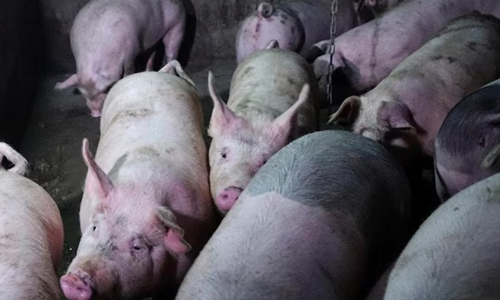 উজনিত ছোৱাইন ফ্লুৰ প্ৰাদুৰ্ভাৱৰ সংসাৰী ৰূপ