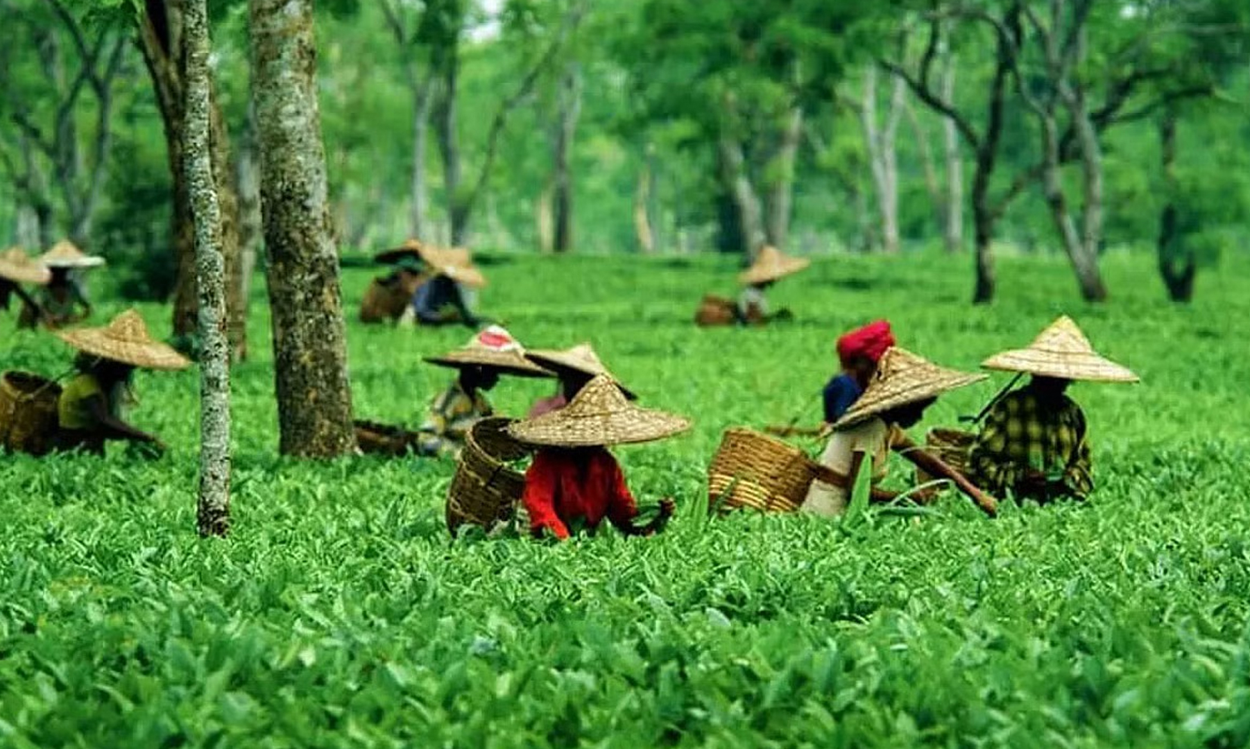 ভৰতীয় চাহ সংস্থাৰ কৰ্মকাণ্ডত প্ৰতিক্ৰিয়া উত্তৰ-পূব কনফেডাৰেচন অৱ স্মল টী গ্ৰ'ৱাৰছ এচ'ছিয়েচনৰ
