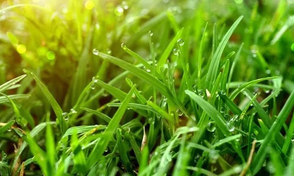 দুবৰি বনৰ আছে নানা স্বাস্থ্য উপকাৰী গুণ! জানিলে আচৰিত হʼব আপুনি