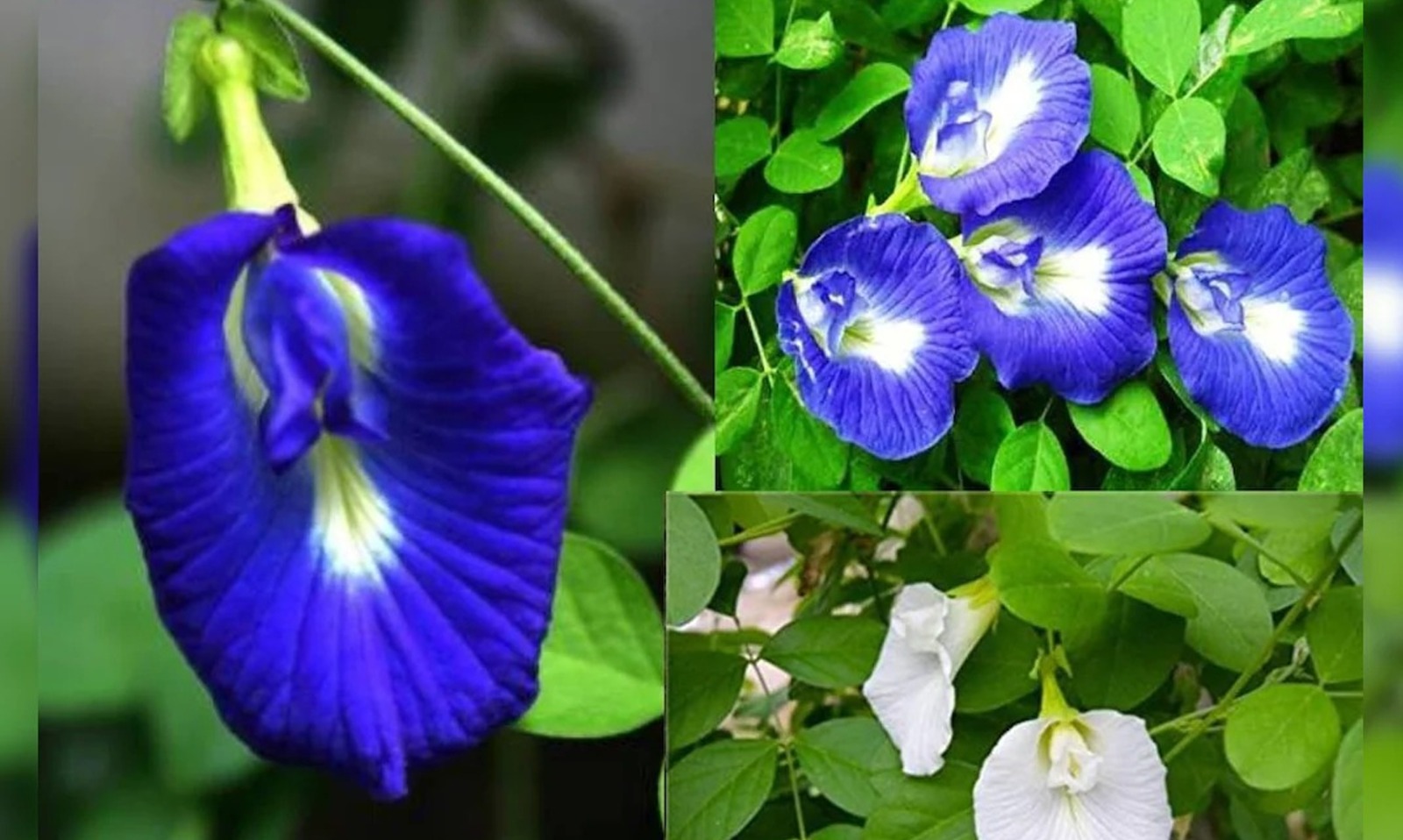 ঘৰত অপৰাজিতাৰ ফুল থকাটো অতি শুভ! কোন দিশত ৰোপণ কৰিলে শুভফল পোৱা যায়, জানেনে?