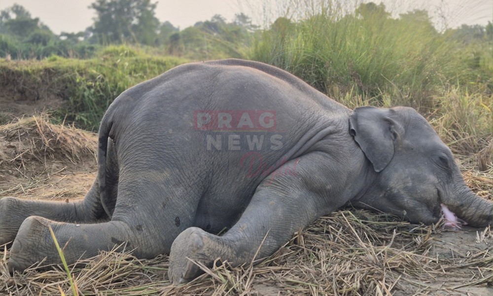 ৰাজ্যত পুনৰ বন্যহস্তীৰ কৰুণ মৃত্যু , এমাহৰ ভিতৰতে চাৰিটাকৈ বন্যহস্তীৰ মৃত্যু ওদালগুৰিত