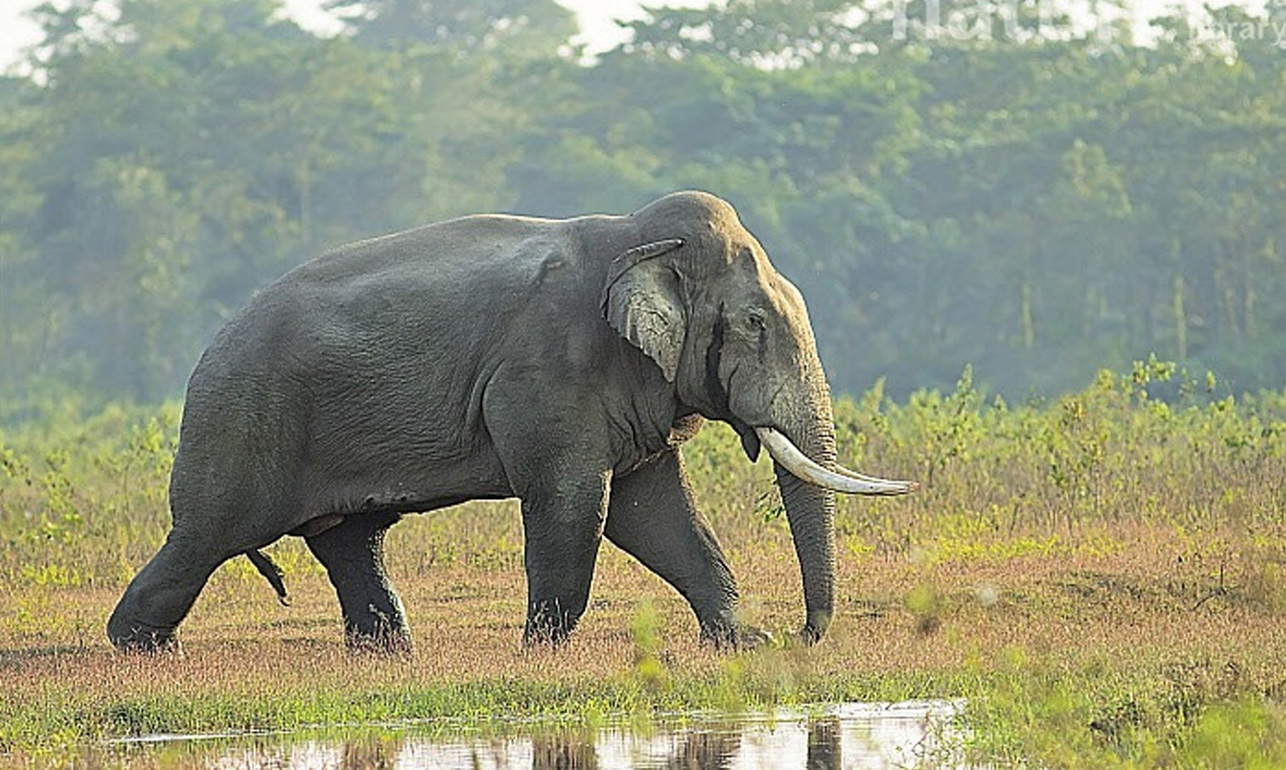 Elephant Found Dead near Assam-Meghalaya Border: Authorities Suspect Electrocution