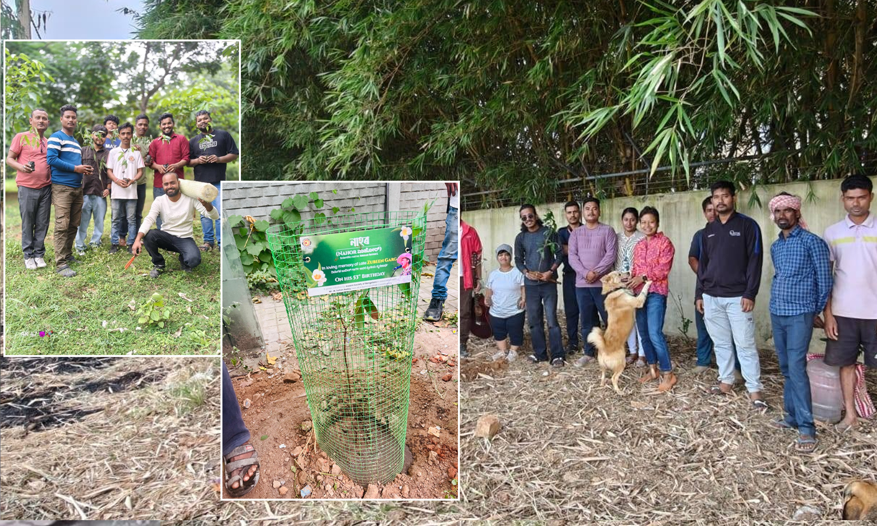 Assam Society in Bangalore Celebrates Zubeen Garg's Birthday by Planting 500 Nahor Saplings