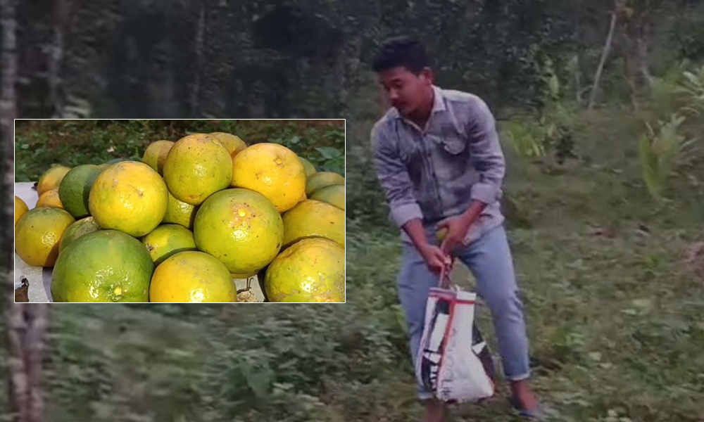 দেশৰ বিভিন্ন প্ৰান্তৰ কমলাৰে ভৰি পৰিছে ৰাজ্যৰ বজাৰ,হতাশাত ভাগি পৰিছে থলুৱা কৃষক