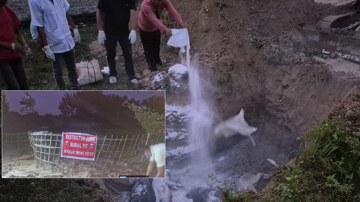 আফ্ৰিকান ছ’ৱাইন ফিভাৰৰ সংক্ৰমণ ; গাহৰি পালকক সজাগ হ'বলৈ আহ্বান বিশ্বনাথৰ পশু চিকিৎসা বিভাগৰ