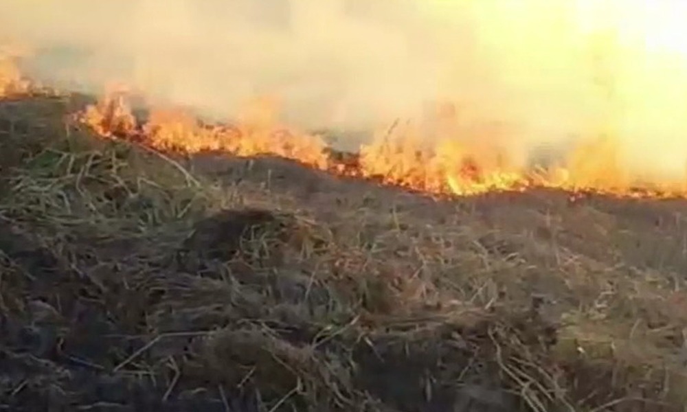 কৃষকৰ সপোন ছাৰখাৰ; মাজুলীৰ বৰুণচুক গাঁৱৰ ধাননি পথাৰত দপদপকৈ জ্বলি উঠিল জুই
