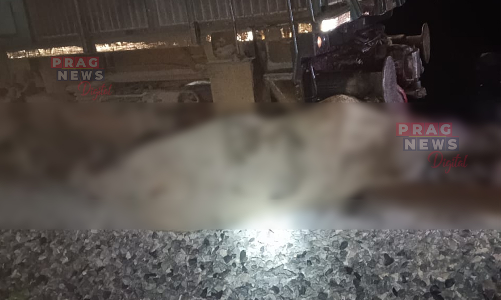 Seven Wild Elephants Killed after Rajdhani Express Collides with Herd in Kampur