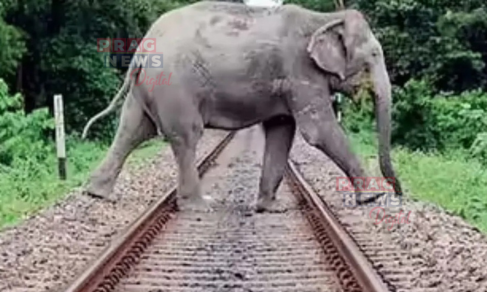 Elephant Calf Succumbs to Injuries After Train Accident Kills Seven in Assam’s Nagaon