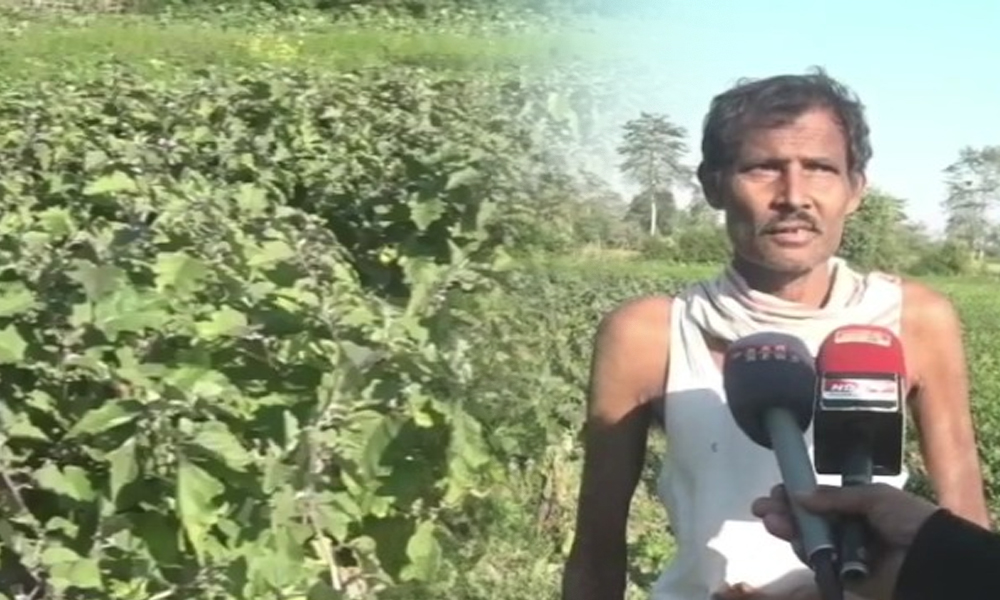 মাজুলীত পুনৰ বন্যহস্তীৰ উপদ্ৰৱ ; তহিলং কৰিলে ২৫ বিঘাকৈ ৰবি শস্যৰ  ফচল