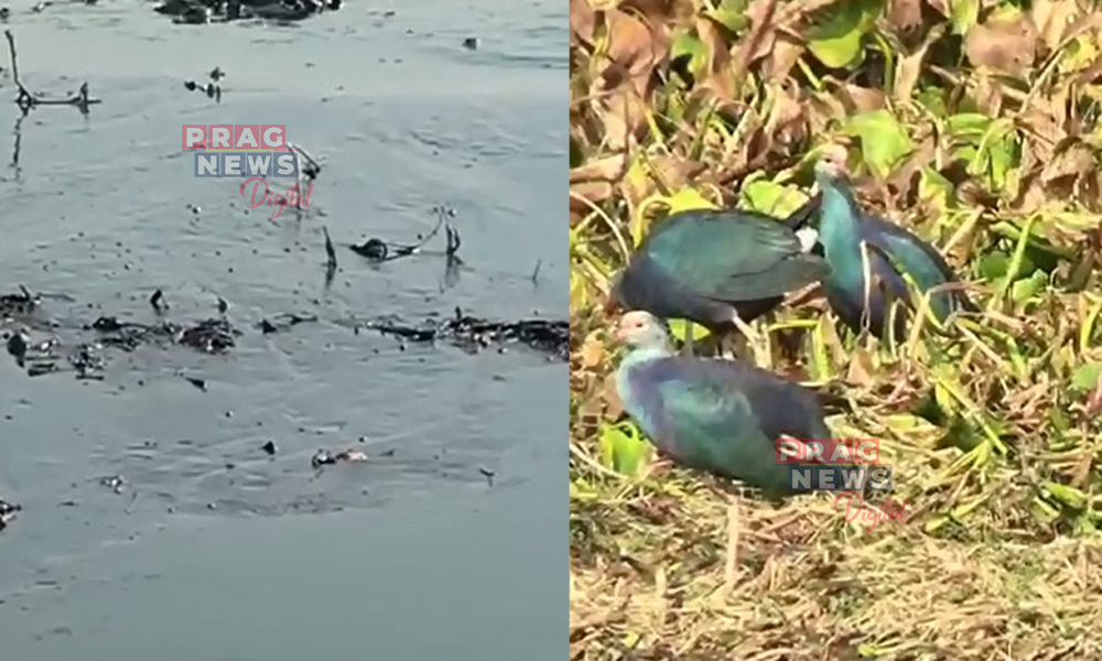 Severe Environmental Crisis Hits Rupahi Pathar following Crude Oil Spill from ONGC Pipeline