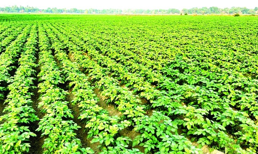 বাঘবৰৰ বালিচৰত সেউজ বিপ্লৱ, ৫ যুৱকে কৰিছে বিভিন্নধৰণৰ খেতি