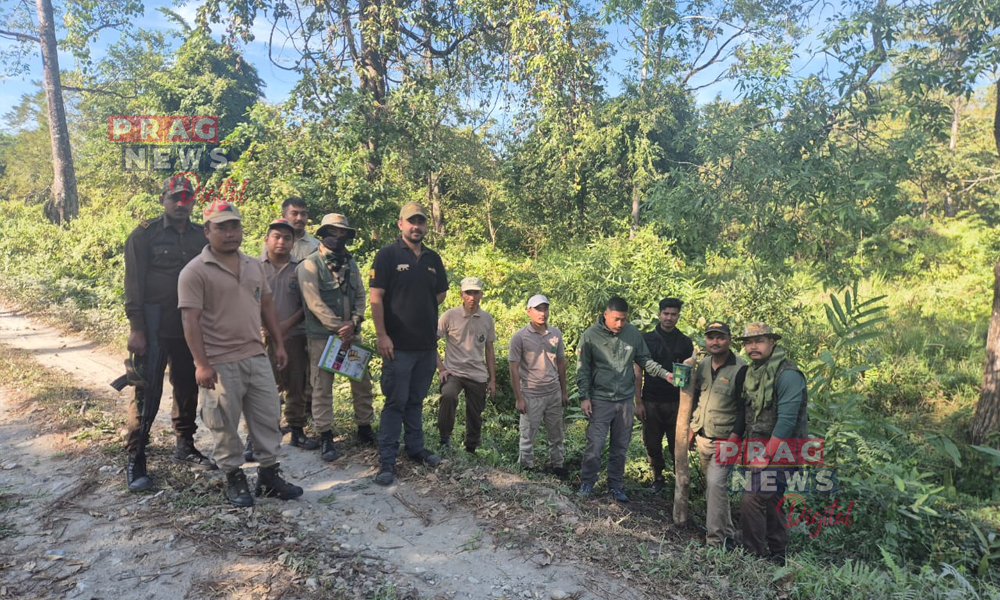 মানাহ ব্যাঘ্ৰ প্ৰকল্পত বাৰ্ষিক ব্যাঘ্ৰ গণনা প্ৰক্ৰিয়া ; ৪০০ ট্ৰেপিং কেমেৰা স্থাপনেৰে চলিছে ব্যাঘ্ৰ গণনা