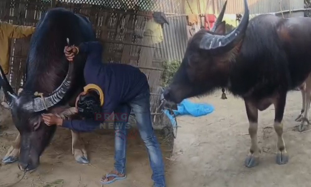 ম'হ যুঁজৰ বাবে সাজু মৰিগঞা ম'হ গোৱাল, গোনা মহে শিং ধৰাইছে মৰিগাঁৱত