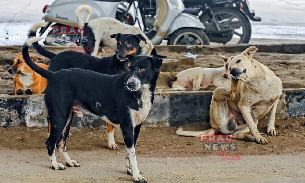 শিক্ষাদানৰ পৰা বিৰত থাকি বিহাৰত এইবাৰ বাটৰ কুকুৰ গণনা কৰিব শিক্ষকে ! প্রথমে লোকপিয়ল, তাৰ পাছত নির্বাচনী কাম