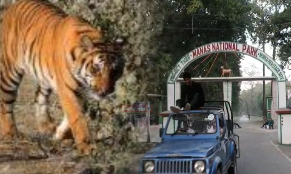 Tiger Population Increases in Manas National Park
