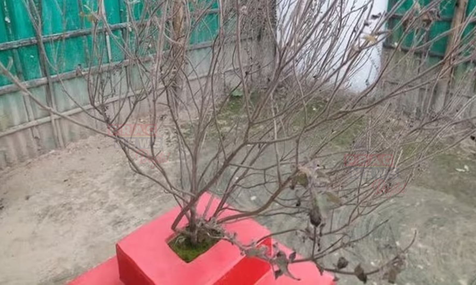 শুকান তুলসীৰ লগত জড়িত এই ভুল পৰিহাৰ কৰক; বিসৰ্জনৰ নিয়ম জানি লওক