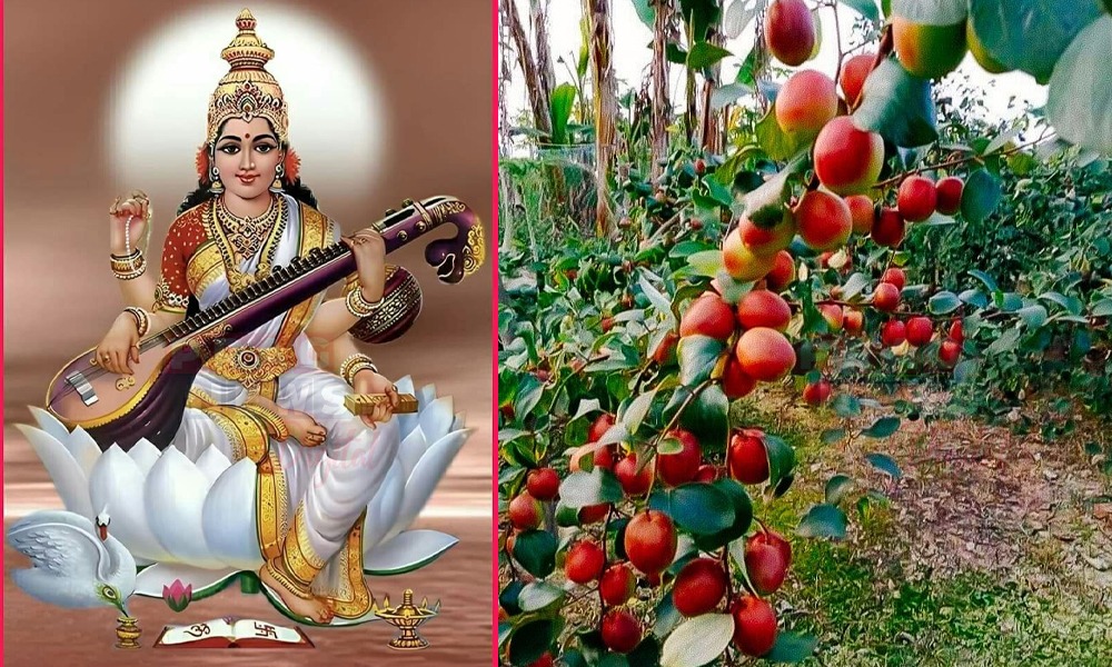 সৰস্বতী পূজাৰ আগত বগৰী খাব নাপায়! কিয় এই বিশ্বাস প্ৰচলিত?