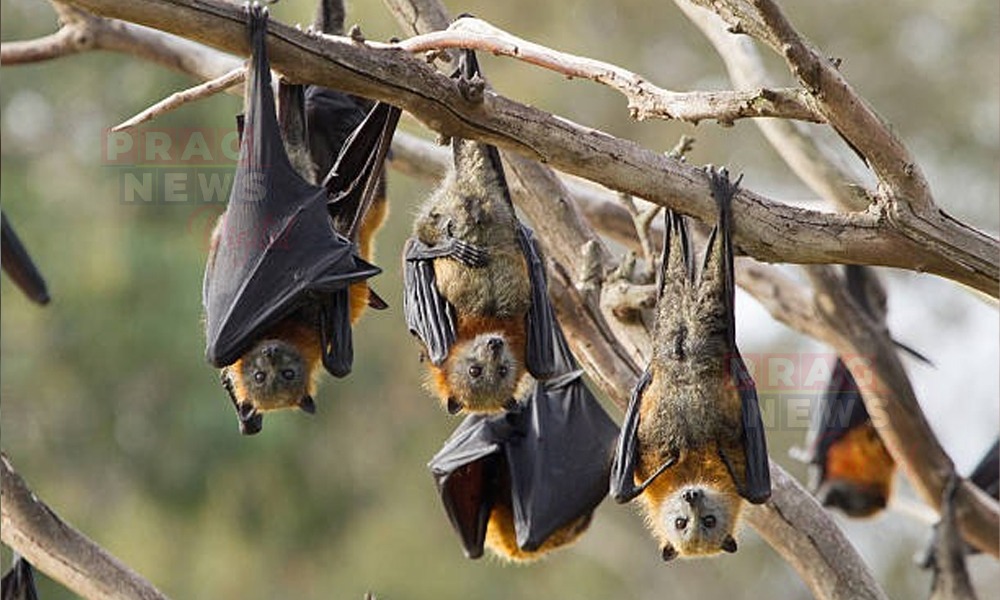 ৪০ বছৰ ধৰি হাজাৰ হাজাৰ বাদুলিক আশ্রয় প্রদান কৰি আহিছে জোনাইৰ এটা পৰিয়ালে