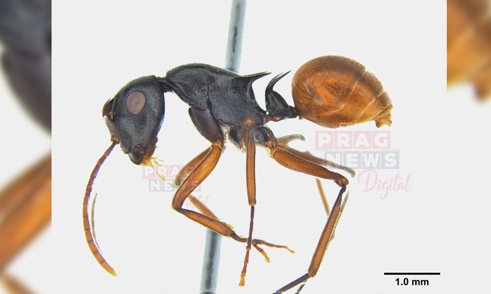 গুৱাহাটীৰ গড়ভাঙাত নতুন প্ৰজাতিৰ পৰুৱা আৱিষ্কাৰ