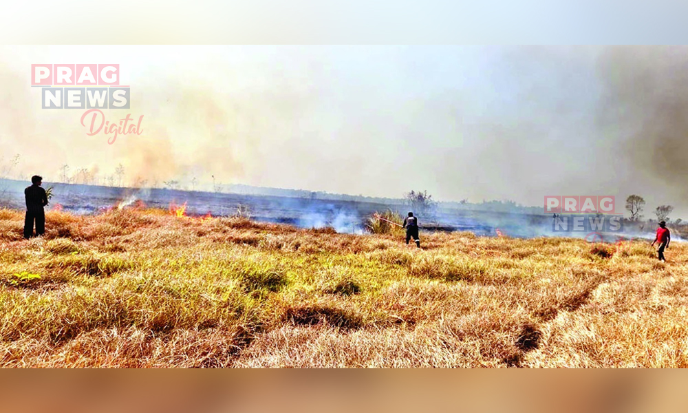 গহপুৰৰ কাৰিবিল বনাঞ্চলত অগ্নিকাণ্ড, ২০ হেক্টৰ ভূমিৰ গছ-গছনি ভস্মীভূত