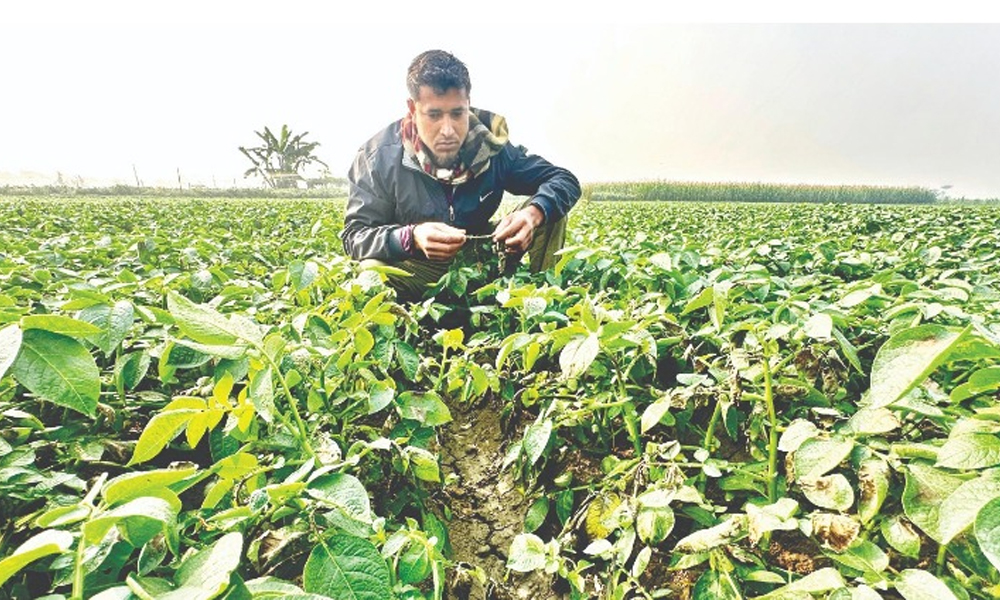 অচিন ৰোগত আক্ৰান্ত শ শ বিঘাৰ আলু খেতি, বাঘবৰত মূৰে-কপালে হাত দিছে ঋণগ্রস্ত কৃষকে