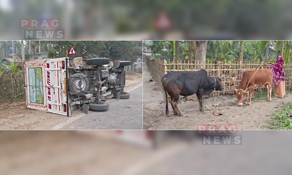 Cattle Smuggling Continues in Morigaon: Smugglers Flee, Leaving Animals Behind
