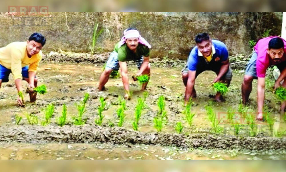 ৰহা সহকাৰী কাৰ্যবাহী কৃষি অভিযন্তাৰ ব্যতিক্রমী পদক্ষেপ, চৰকাৰী আৱাসৰ সন্মুখত প্ৰদৰ্শনীমূলক বৰোধানৰ খেতি