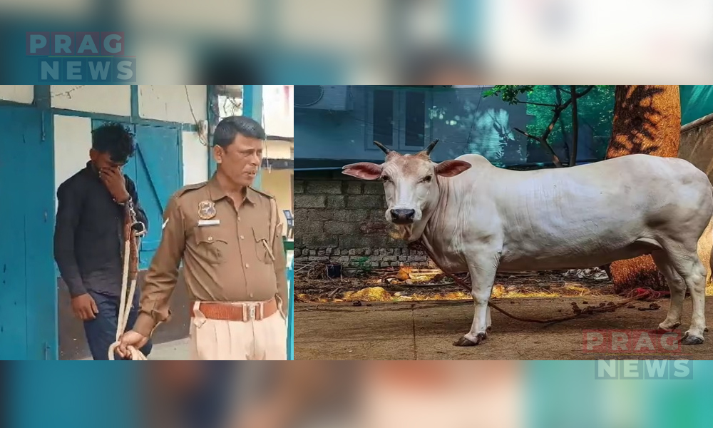 Man Arrested in Rupahihat for Alleged Sexual Assault of A Cow