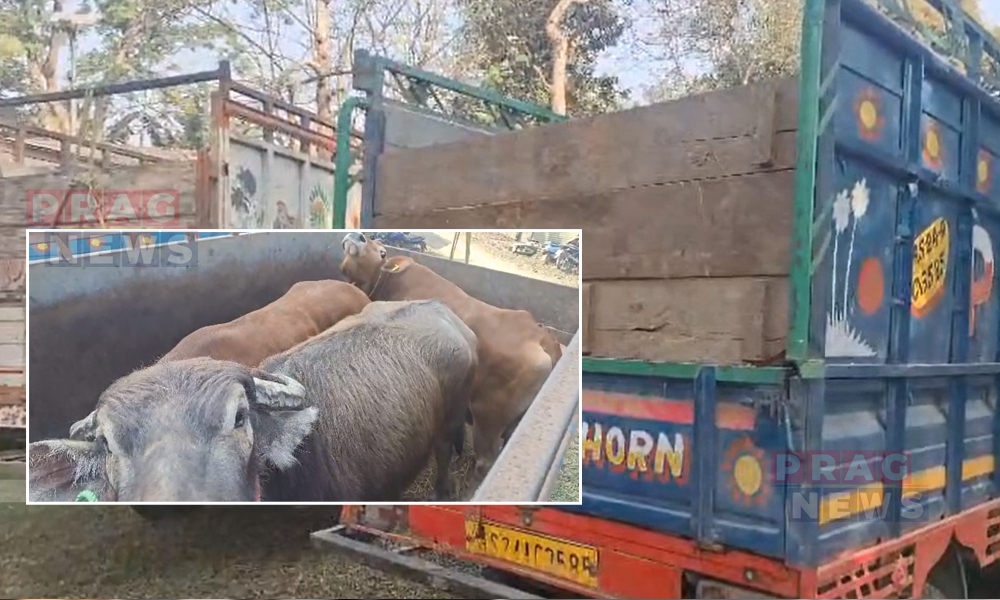 Police Crack Down on Illegal Cattle Smuggling in Dhing