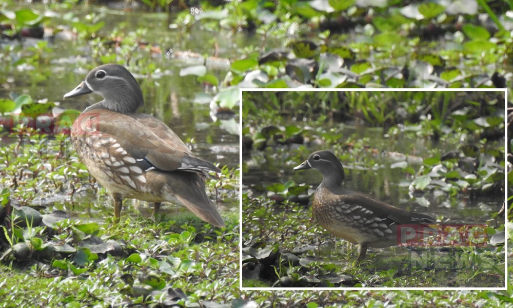 সুখবৰ! মানস ৰাষ্ট্ৰীয় উদ্যানত পৰিভ্ৰমী মাণ্ডাৰিন হাঁহৰ বিচৰণ