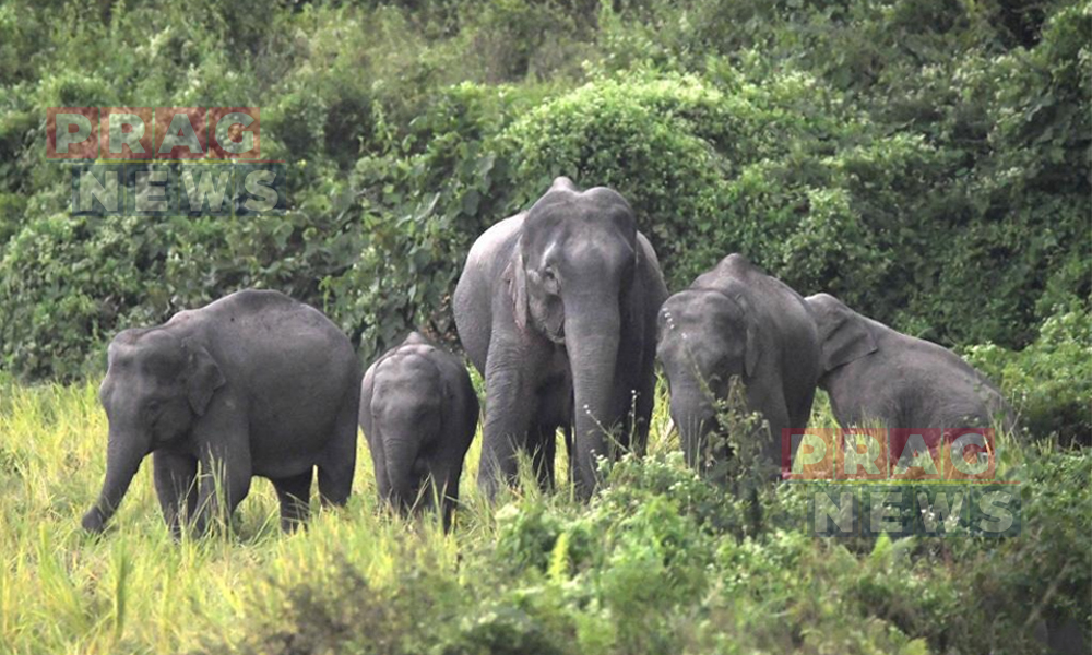 Wild Elephants Wreak Havoc, Damaging Human Settlements in Palashbari
